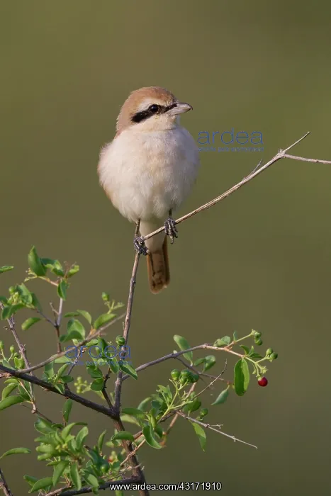  : Red-backed Shrike