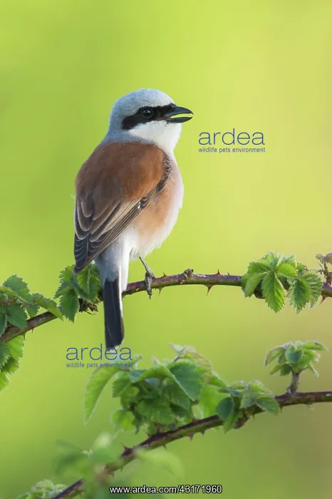 : Red-backed Shrike : Red-backed Shrike