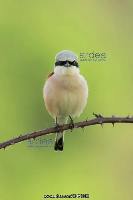 : Red-backed Shrike : Red-backed Shrike