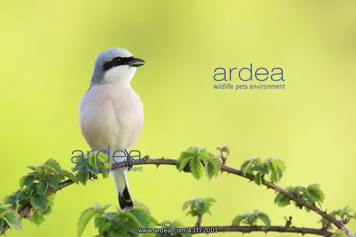 : Red-backed Shrike : Red-backed Shrike