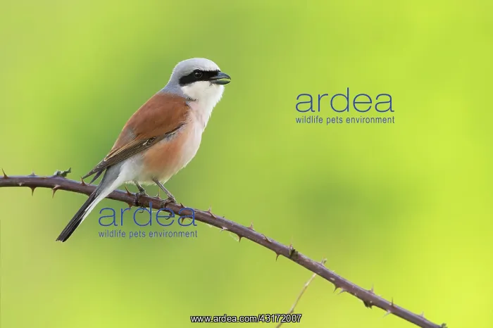 : Red-backed Shrike : Red-backed Shrike