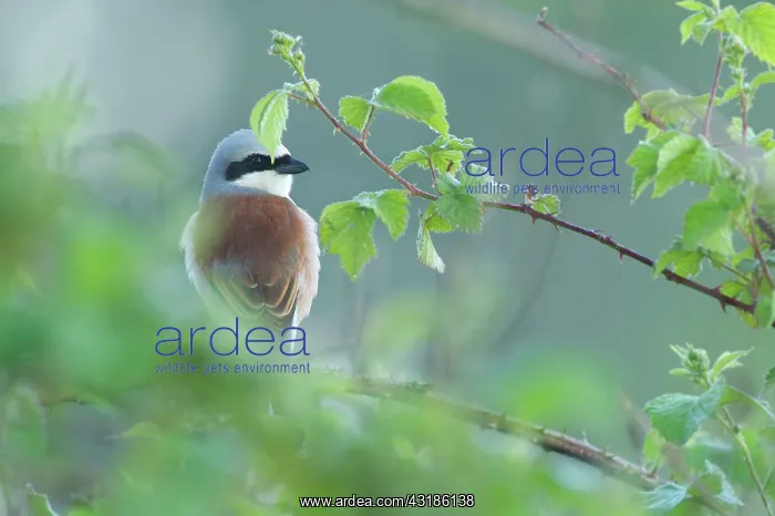 : Red-backed Shrike : Red-backed Shrike