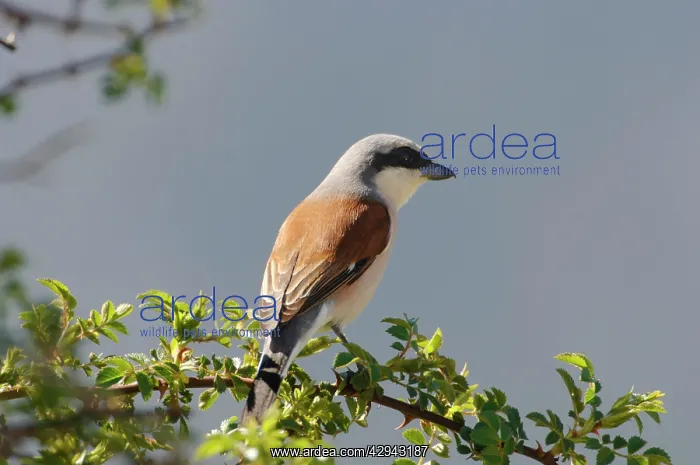 : Red Backed Shrike - adult male : Red Backed Shrike - adult male