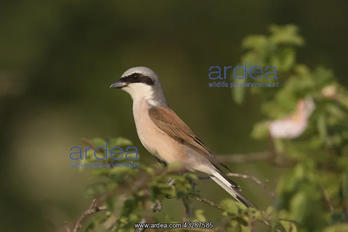 : Red-backed Shrike - adult male perched on a twig : Red-backed Shrike - adult male perched on a twig