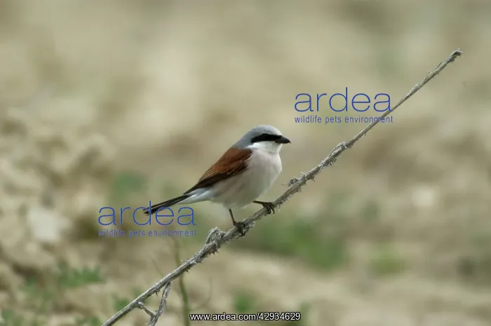: Red-backed Shrike - on branch : Red-backed Shrike - on branch