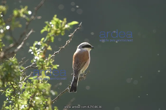 : Red-backed Shrike - on branch : Red-backed Shrike - on branch