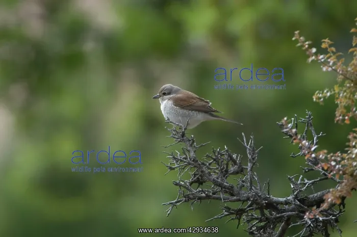 : Red-backed Shrike - on branch : Red-backed Shrike - on branch