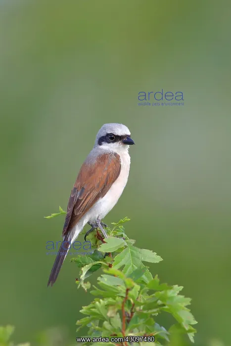: Red-backed Shrike (Canius collurio) male on perch : Red-backed Shrike (Canius collurio) male on perch