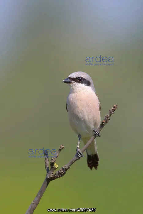 : Red-backed Shrike (Canius collurio) male on perch : Red-backed Shrike (Canius collurio) male on perch