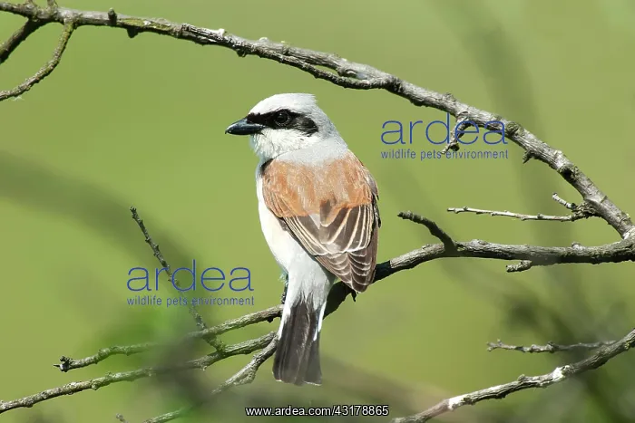 : Red-backed Shrike (Canius collurio) male on perch : Red-backed Shrike (Canius collurio) male on perch