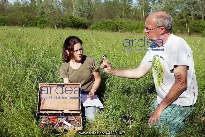 : Red-backed Shrike - caught, woman taking notes : Red-backed Shrike - caught, woman taking notes