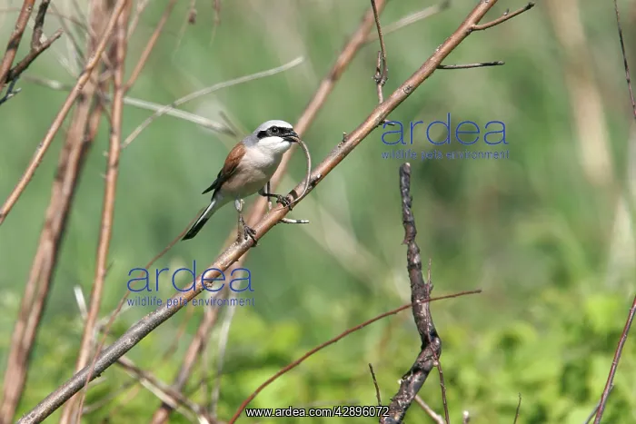 : Red-backed Shrike - eating reptile : Red-backed Shrike - eating reptile