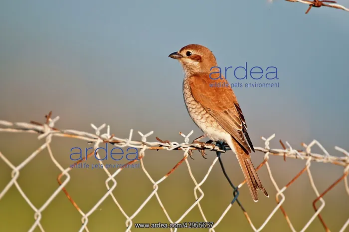 : Red- backed Shrike - female perched on barbed wire fence : Red- backed Shrike - female perched on barbed wire fence