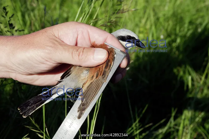 : Red-backed Shrike - having wing measured : Red-backed Shrike - having wing measured