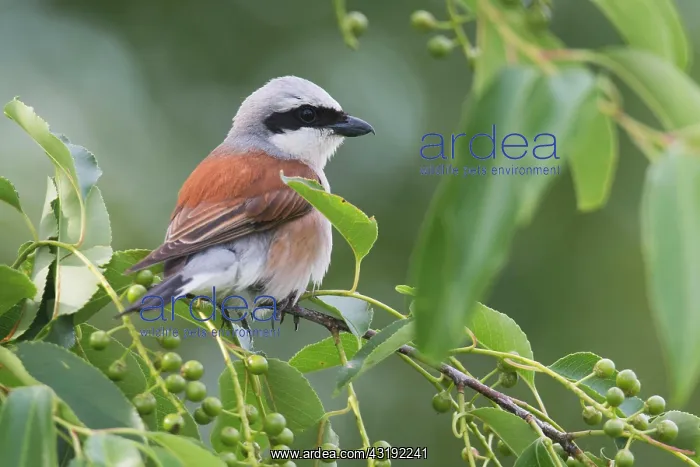 : Red-backed shrike (Lanius collurio), Emsland, Lower : Red-backed shrike (Lanius collurio), Emsland, Lower
