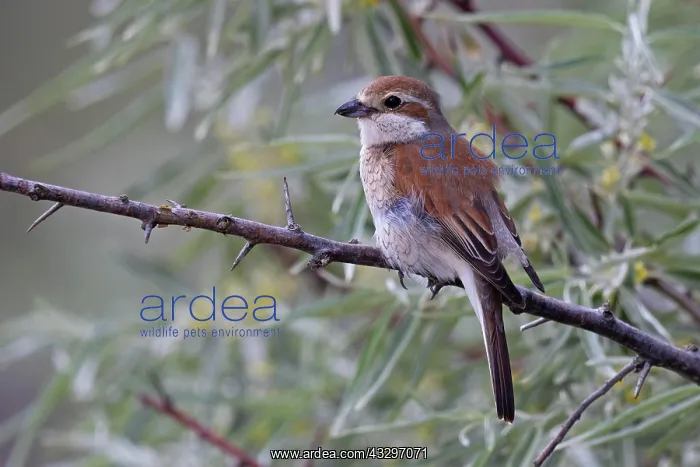 : Red-backed Shrike (Lanius collurio), female, Danube : Red-backed Shrike (Lanius collurio), female, Danube