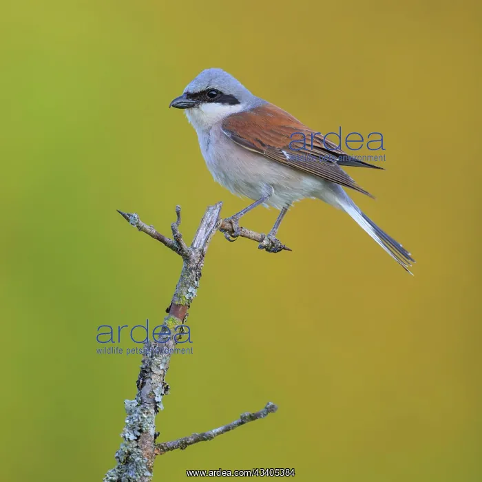 : Red-backed Shrike (Lanius collurio), male on a blackthorn b : Red-backed Shrike (Lanius collurio), male on a blackthorn b