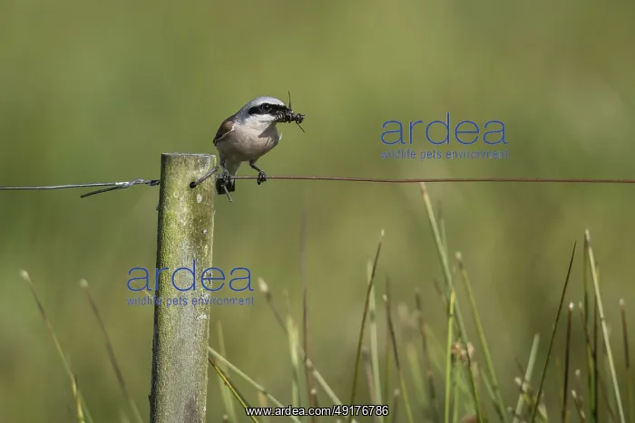 : Red-backed shrike (Lanius collurio) : Red-backed shrike (Lanius collurio)