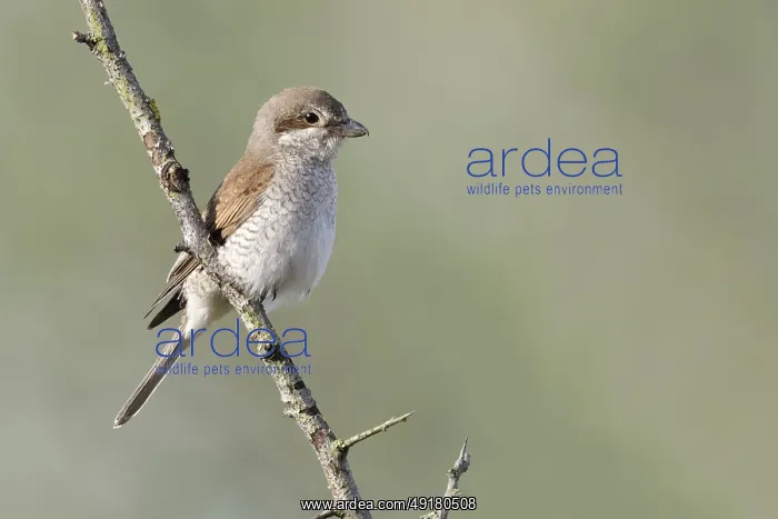 : Red-backed shrike (Lanius collurio) : Red-backed shrike (Lanius collurio)