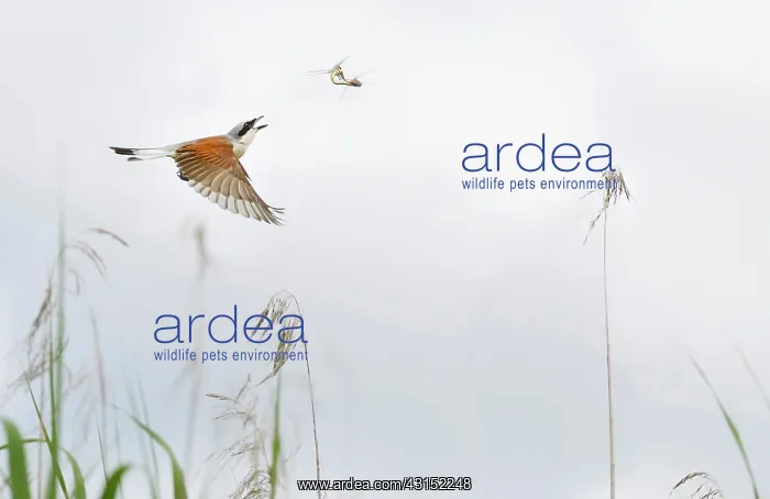 : Red-backed shrike (Lanius collurio) catching mating : Red-backed shrike (Lanius collurio) catching mating