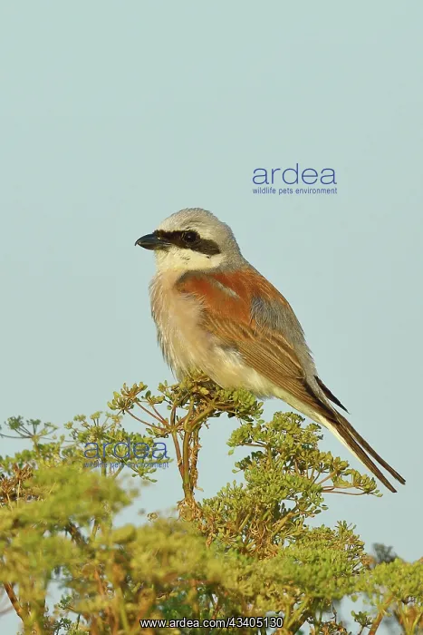 : Red-backed Shrike (Lanius collurio), male on perch : Red-backed Shrike (Lanius collurio), male on perch