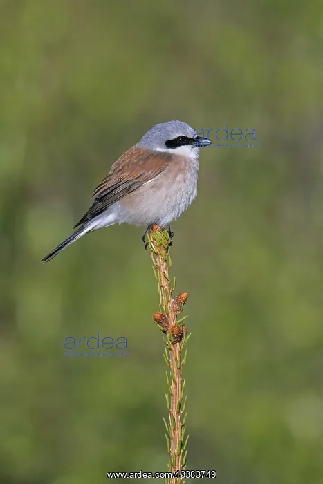 : Red-backed shrike (Lanius collurio) male perched in treetop : Red-backed shrike (Lanius collurio) male perched in treetop