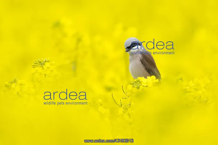 : Red-backed shrike (Lanius collurio), male, sitting : Red-backed shrike (Lanius collurio), male, sitting