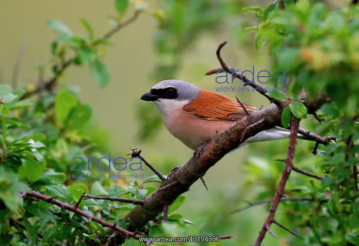: Red-backed Shrike (Lanius collurio) skewering a : Red-backed Shrike (Lanius collurio) skewering a