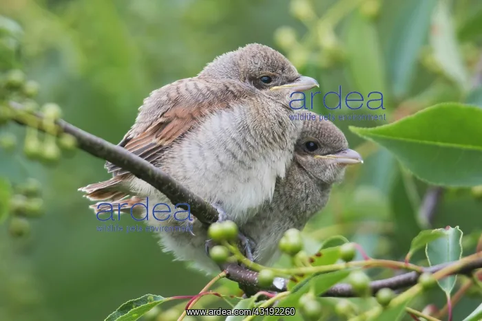 : Red-backed shrike (Lanius collurio), young birds : Red-backed shrike (Lanius collurio), young birds