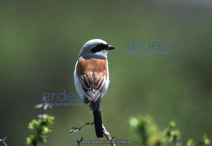 : RED-BACKED SHRIKE - male : RED-BACKED SHRIKE - male