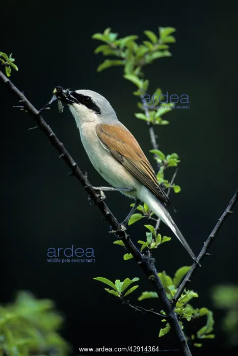 : Red-Backed Shrike - male with bumble-bee in beak : Red-Backed Shrike - male with bumble-bee in beak