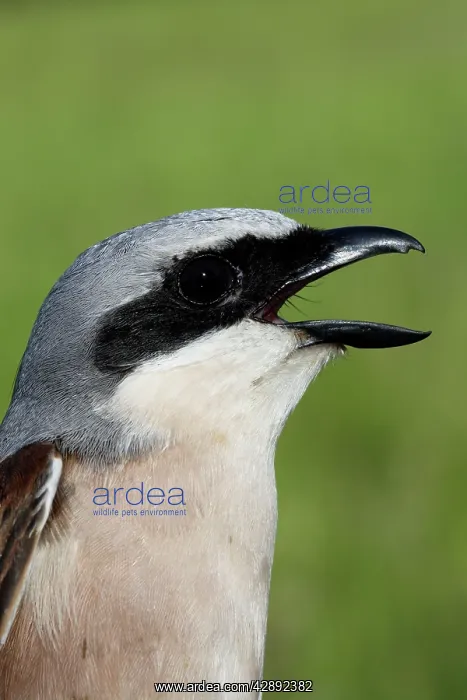 : Red-backed Shrike - Male with mouth open : Red-backed Shrike - Male with mouth open