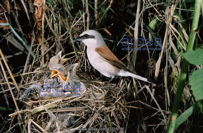 : RED-BACKED SHRIKE - male, at nest with chicks : RED-BACKED SHRIKE - male, at nest with chicks