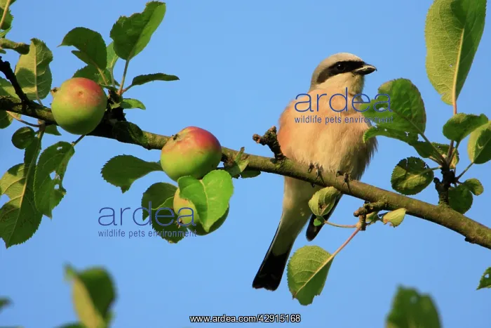 : Red-backed Shrike - male perched in apple tree : Red-backed Shrike - male perched in apple tree