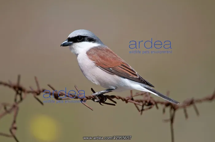 : Red- backed Shrike - male perched on barbed wire : Red- backed Shrike - male perched on barbed wire