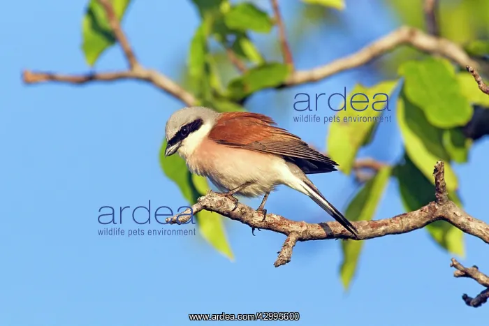 : Red-backed Shrike - male perched in tree Bulgaria : Red-backed Shrike - male perched in tree Bulgaria