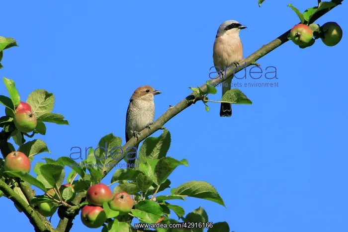 : Red-backed Shrike - pair perched in apple tree : Red-backed Shrike - pair perched in apple tree