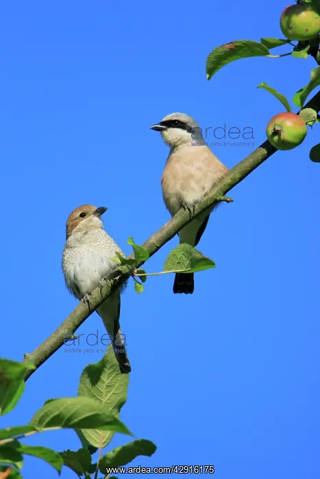 : Red-backed Shrike - pair perched in apple tree : Red-backed Shrike - pair perched in apple tree