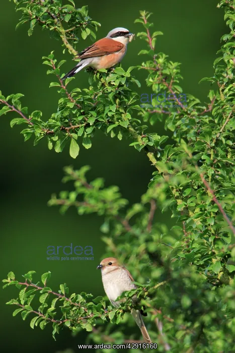: Red-backed Shrike - pair perched on hedge : Red-backed Shrike - pair perched on hedge