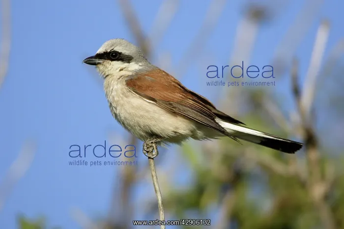 : Red-Backed Shrike - Perched on twig : Red-Backed Shrike - Perched on twig