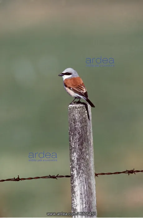 : RED-BACKED SHRIKE - on post : RED-BACKED SHRIKE - on post