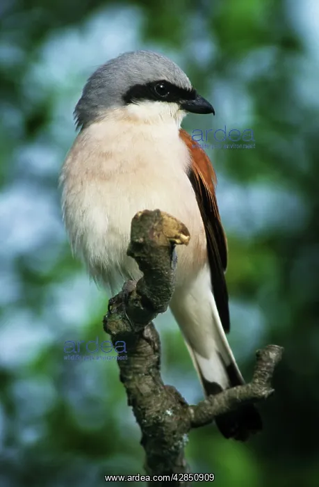 : Red-backed Shrike - In tree : Red-backed Shrike - In tree