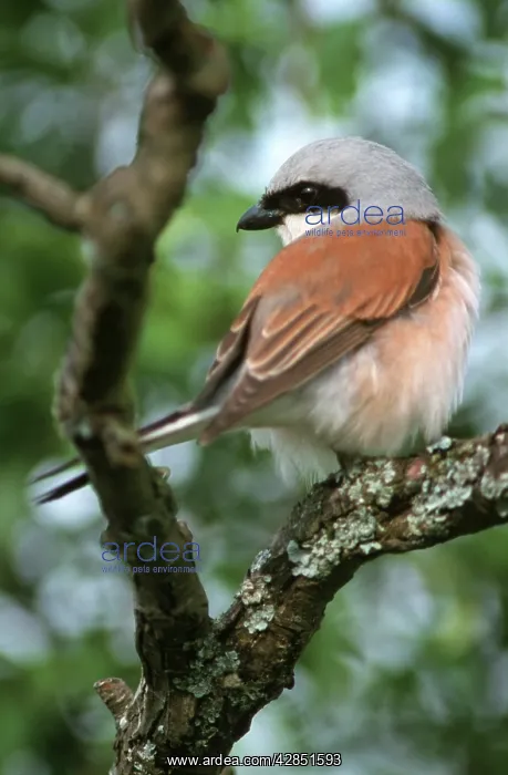 : Red-backed Shrike - In tree : Red-backed Shrike - In tree