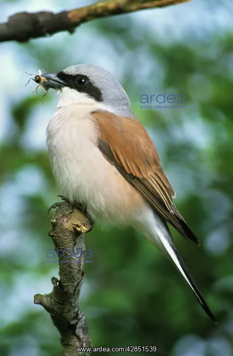 : Red-backed Shrike - On tree with insect in beak : Red-backed Shrike - On tree with insect in beak