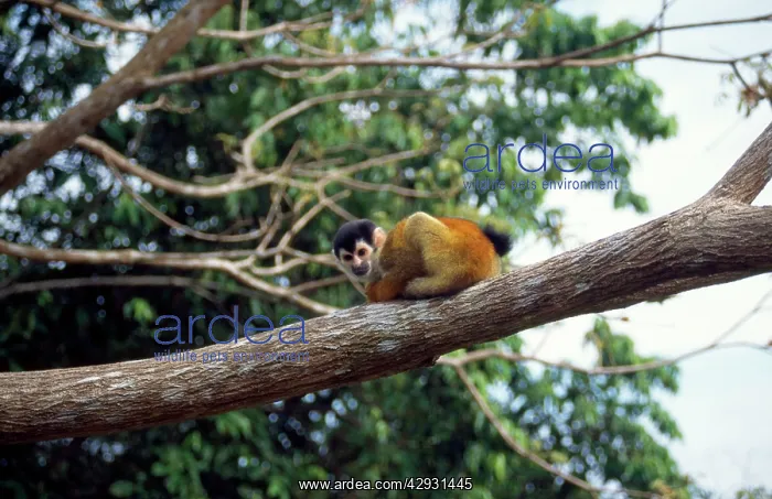 : Red-backed Squirrel Monkey - sits on branch : Red-backed Squirrel Monkey - sits on branch