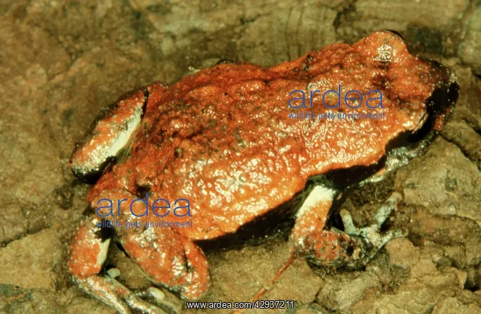 : Red-backed toadlet - a small frog of coastal areas : Red-backed toadlet - a small frog of coastal areas
