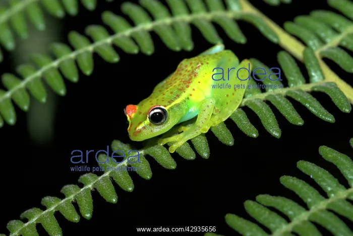 : Red-backed Tree Frog - endemic : Red-backed Tree Frog - endemic