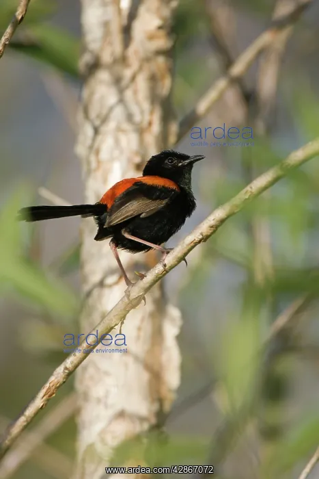 : Red-Backed Wren. Male : Red-Backed Wren. Male
