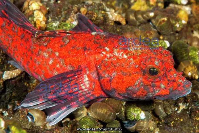 : Red Baikal sculpin (Procottus jeittelesii), Lake : Red Baikal sculpin (Procottus jeittelesii), Lake