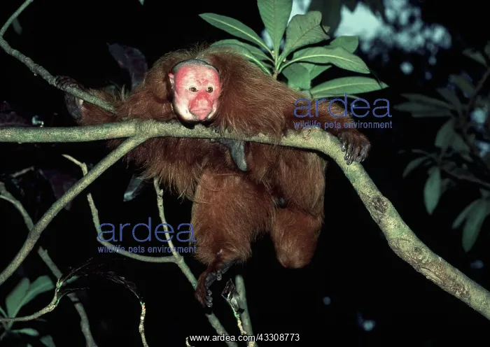 : Red / Bald UAKARI Monkey : Red / Bald UAKARI Monkey